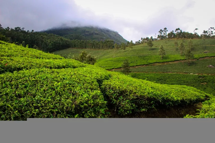 Plan Your Relaxing And Rejuvenating Winter Holidays In Kerala