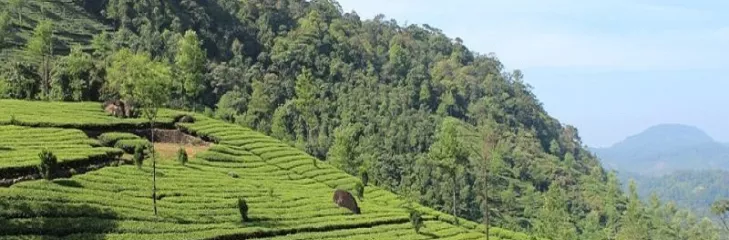 Best Kerala Hill Stations To Visit In Vacations To Experience The Beauty Of Lush Green Landscapes Of God's Own Country
