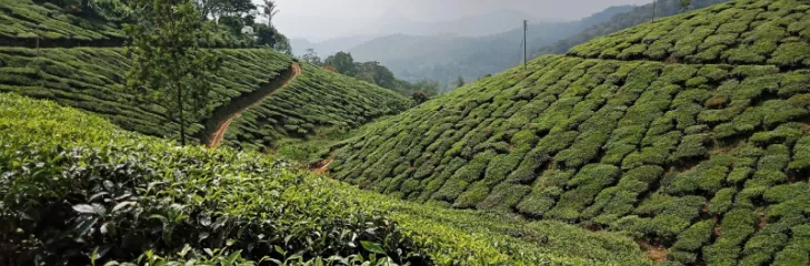 Visit Munnar Tea Gardens: Enjoy A Unique Kerala Honeymoon Trip Experience To Create Cherished Memories