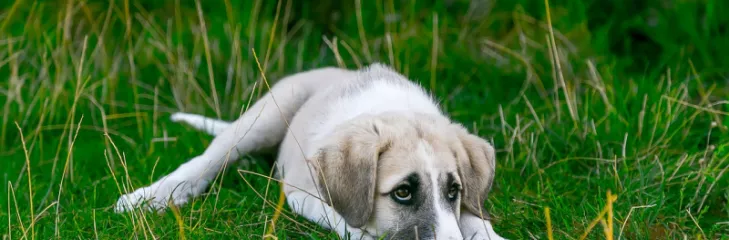 ansiedad en perros por separación