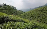 Visit Munnar Tea Gardens: Enjoy A Unique Kerala Honeymoon Trip Experience To Create Cherished Memories